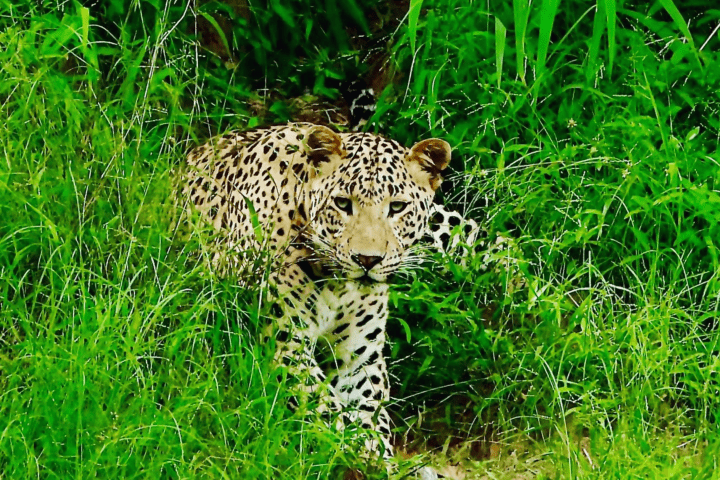 jhalana leopard safari official website