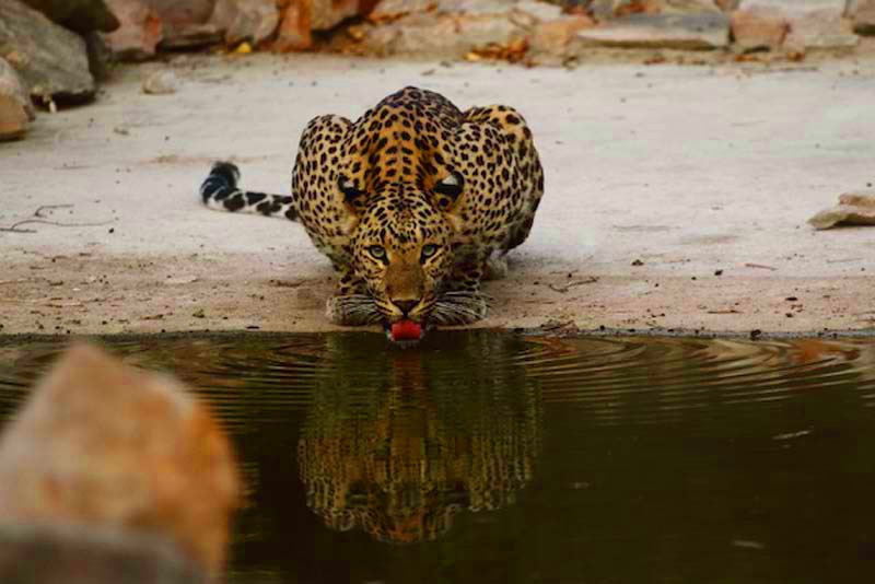 jhalana leopard safari contact number