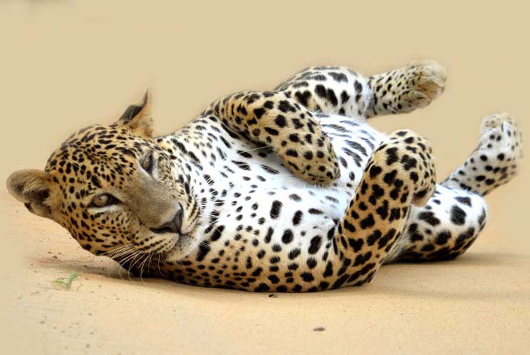 amagarh leopard safari kha h